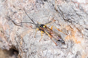 Ichneumon wasp, Ichneumonidae, resting on a rock under the sun