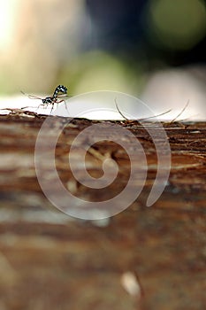 Ichneumon Wasp Laying Eggs