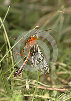 Ichneumon wasp Ophion luteus