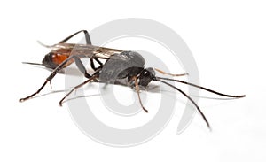 Ichneumon Wasp