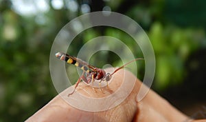 The Ichneumonidae, also known as the ichneumon wasps or ichneumonids, parasitoid wasp
