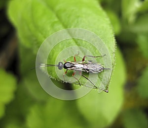 Ichneumonidae. a real rider. Hymenoptera insect.