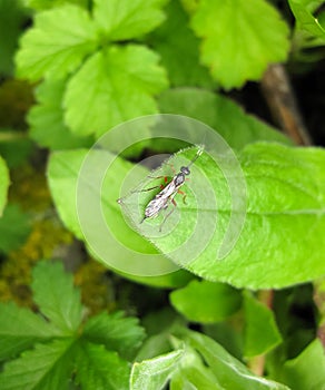 Ichneumonidae. a real rider. Hymenoptera insect