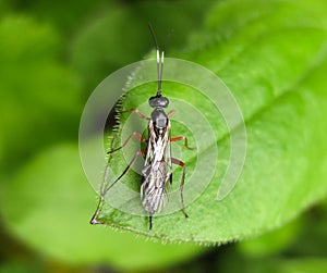 Ichneumonidae. a real rider. Hymenoptera insect