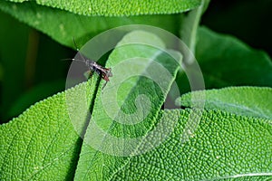 ICHNEUMONIDAE ON SAGE