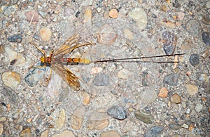 Ichneumonidae wasp