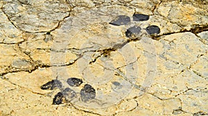 Ichnites Paleontological Deposit of Fuentesalvo, Castile Leon, Spain