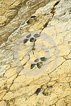 Ichnites Paleontological Deposit of Fuentesalvo, Spain