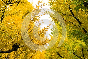 Icho Namiki/Ginkgo Avenue, Meiji Jingu Gaien Park, the autumn co