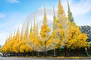 Icho Namiki/Ginkgo Avenue, Meiji Jingu Gaien Park, the autumn co photo