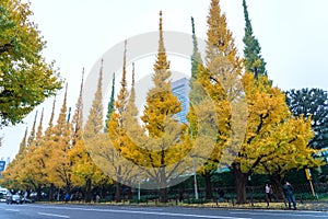 Icho Namiki/Ginkgo Avenue, Meiji Jingu Gaien Park, japanese people and tourists have a nice trip in the autumn colors of The gin photo