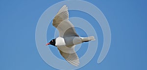 Ichthyaetus melanocephalus, coral gull with summer coloration