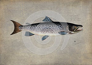 Fish Illustration after Emil Bloch Plate photo