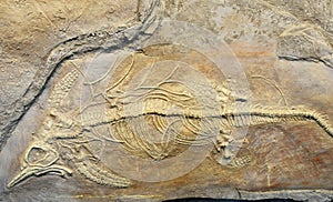 Fossile 