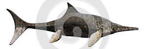 Ichthyosaur, large extinct marine reptile from Early Triassic to Late Cretaceous, isolated on white background