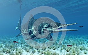 Ichthyosaur Shonisaurus