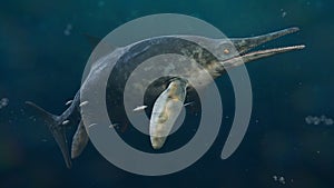 Ichthyosaur, Stenopterygius quadriscissus swimming in the ocean, extinct marine reptile from Early Triassic to Late Cretaceous, 3d photo