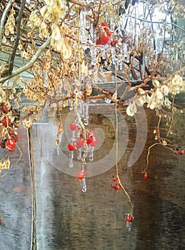Icicle covered berries
