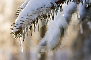 Icicle on an evergreen