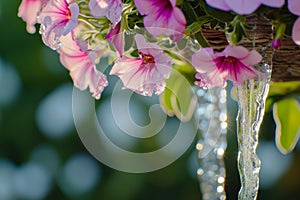 icicle hanging from a blooming flower basket, dripping water