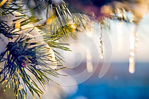 icicle on pine, nature macro detail