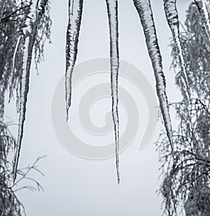 Icicle row and snowy birch branches at winter day,
