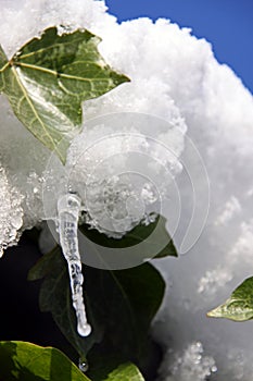 An icicle and snow with evergreen ivy plant