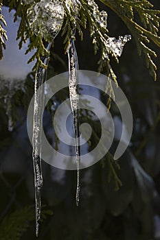 icicle on a tree branch in december