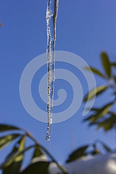 icicle on a tree branch in december
