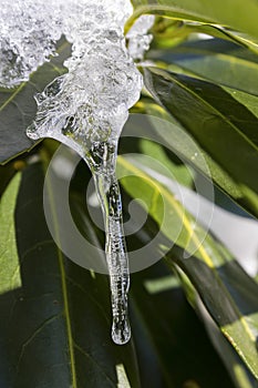 icicle on a tree branch in december