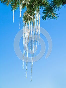 Icicle, tree and leaves in winter nature with blue sky background and environment closeup. Garden, ice and leaf outdoor