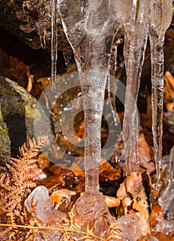 Icicles with autumn plants