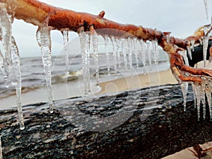 Icicles on a branch in the winter by the sea