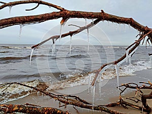 Icicles on a branch in the winter by the sea