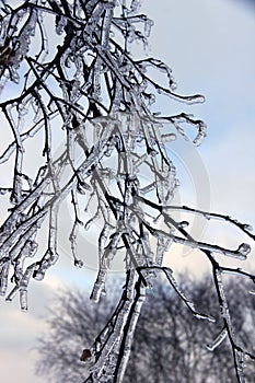 Icicles on Branches