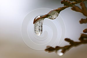 Icicles on a bush