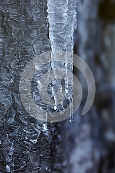 Icicles closeup in the winter