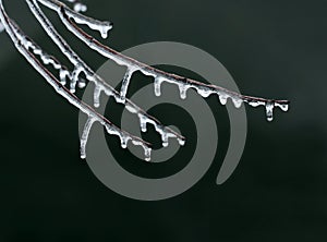 Icicles Decorate a Frozen Branch