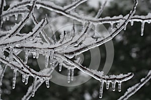 Icicles Decorate Frozen Branches