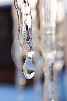 Icicles and a drop of meltwater in a rustic winter landscape in the sunset rays is a very close-up. Snow melting. The beginning of