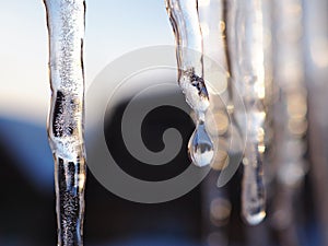 Icicles and a drop of meltwater in a rustic winter landscape in the sunset rays is a very close-up. Snow melting. The beginning of