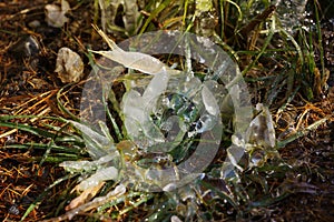 Icicles after a frosty night