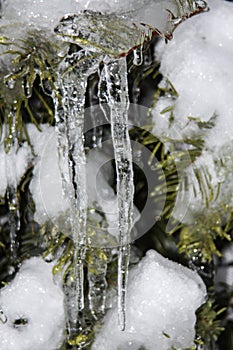 Icicles hanging from Christmas tree photo