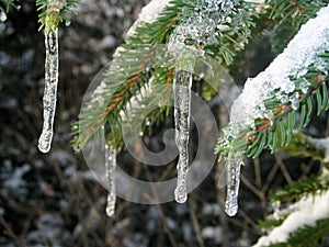 Icicles hanging from fir