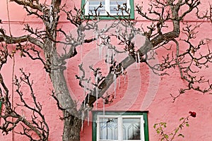 Icicles hanging on a tree in front of a pink house