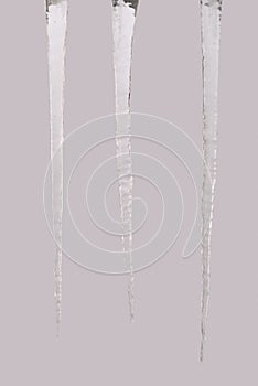 Icicles isolated on a grey Three clipping path