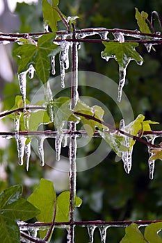 Icicles on leaves