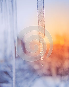 Icicles are melting on the bright sunlight in winter season. Drop of water falls from an icicle. Spring coming concept.