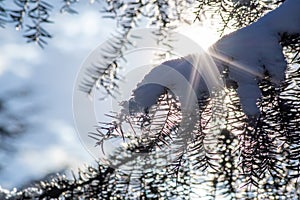 Icicles and melting ice hanging on fir tree in December and January wintertime