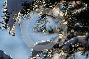 Icicles and melting ice hanging on fir tree in December and January wintertime